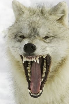 Physical Appearance and Defence - Arctic Wolf